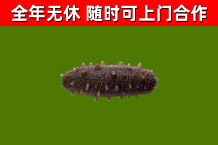版纳回收海参干